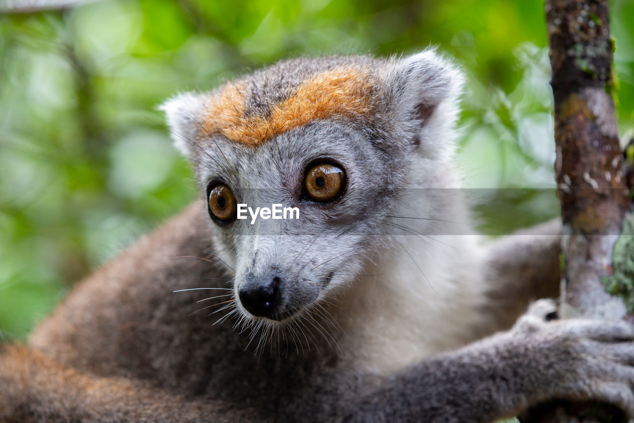 CLOSE-UP PORTRAIT OF AN ANIMAL