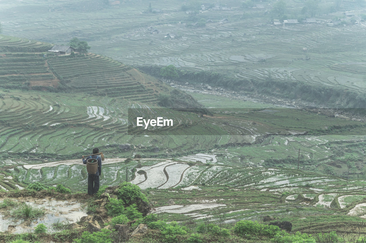 Rear view of farmer standing by rice paddy