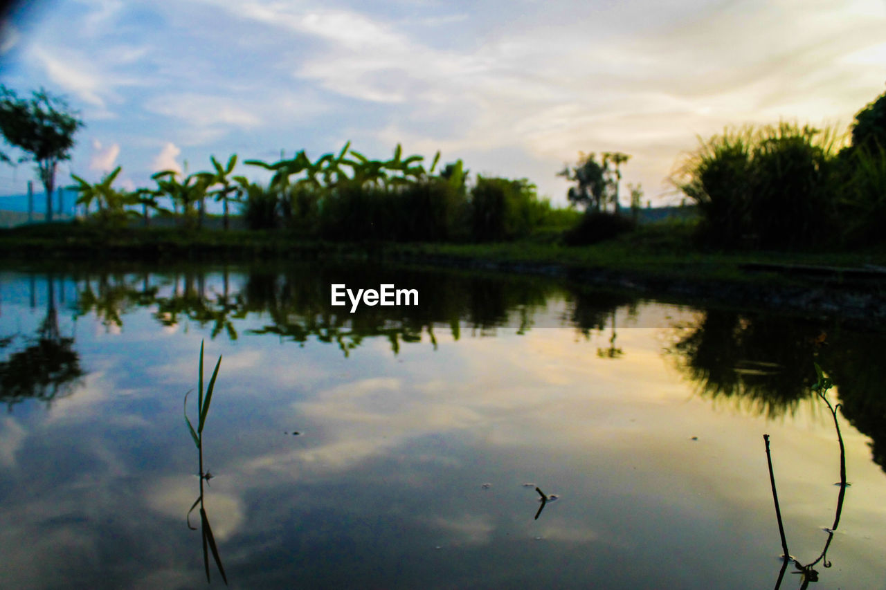 REFLECTION OF TREES IN LAKE