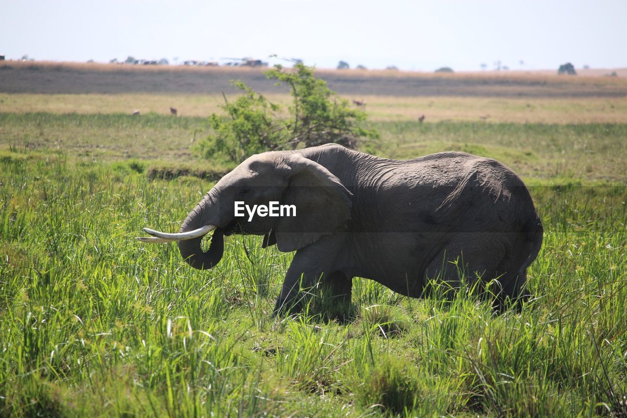 SIDE VIEW OF ELEPHANT IN FIELD
