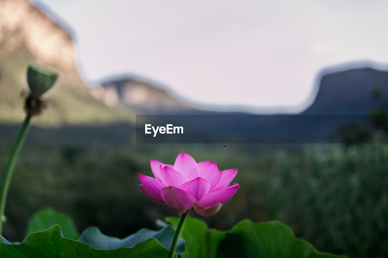 Close-up of pink lotus water lily blooming against sky