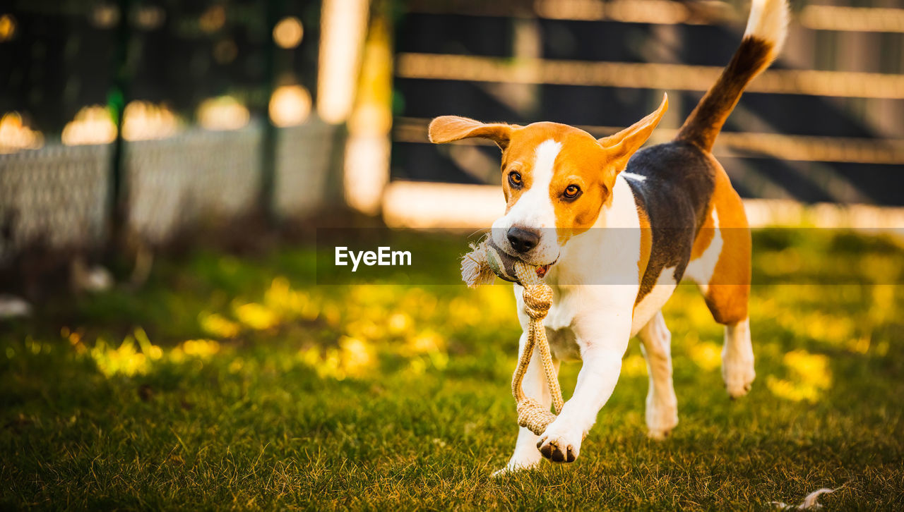 Happy beagle dog in backyard runs and hops jocularly with the toy towards camera. pets in garden.