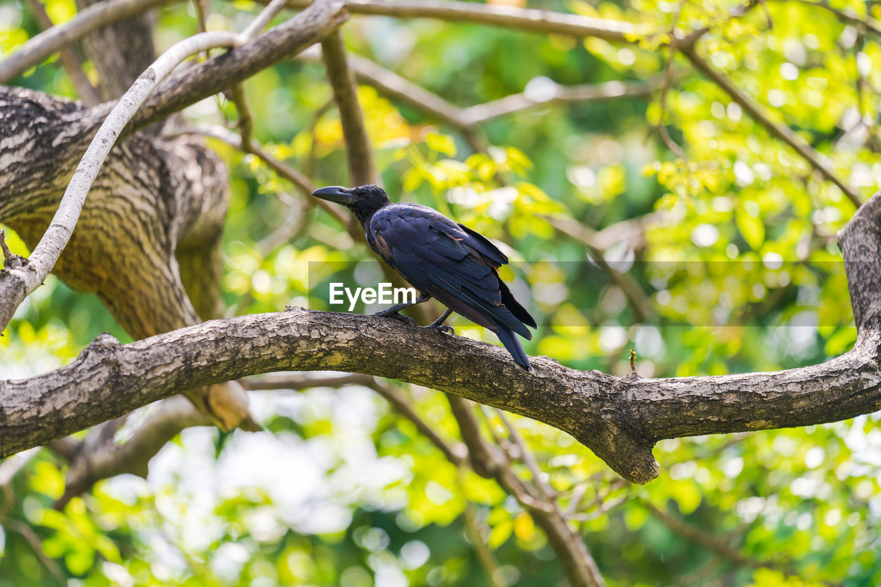 BIRD PERCHING ON A BRANCH