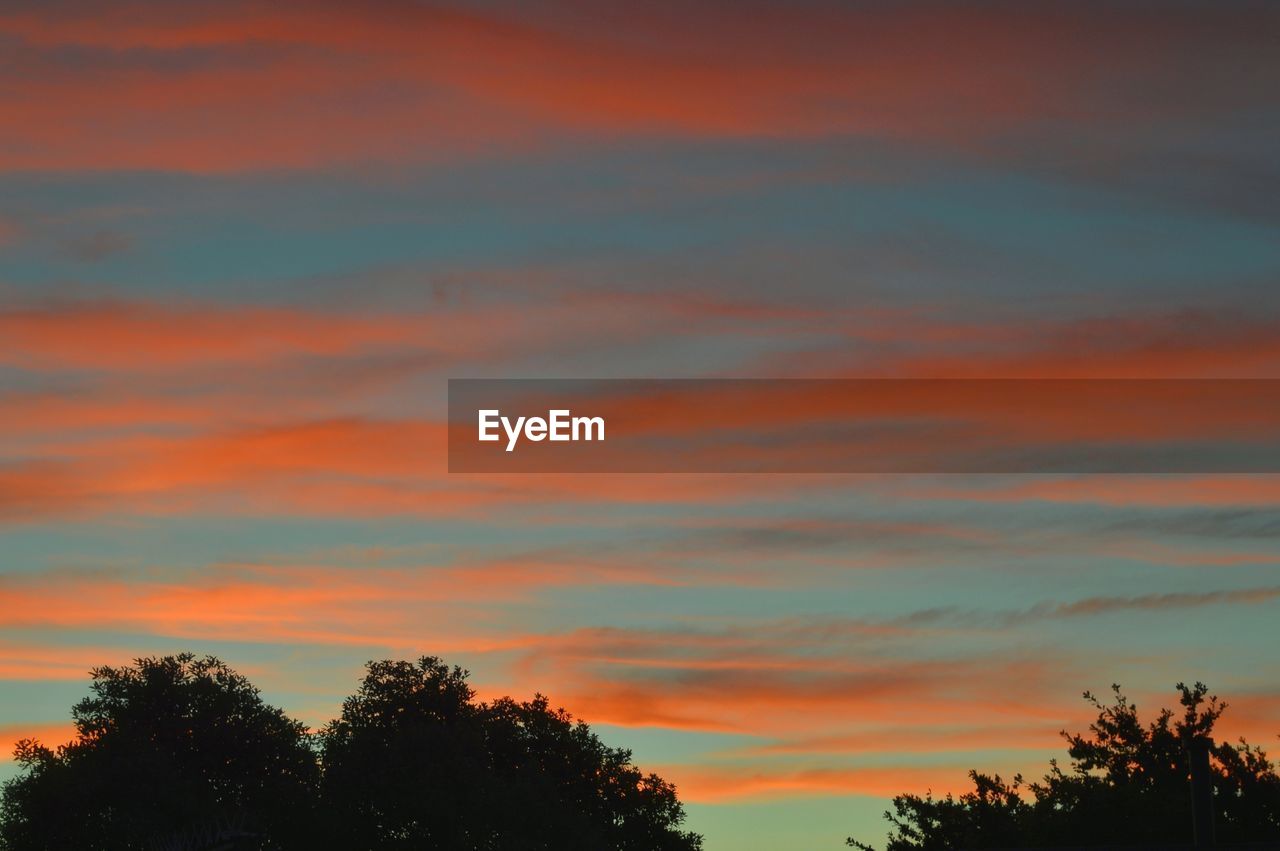 LOW ANGLE VIEW OF TREES AGAINST DRAMATIC SKY