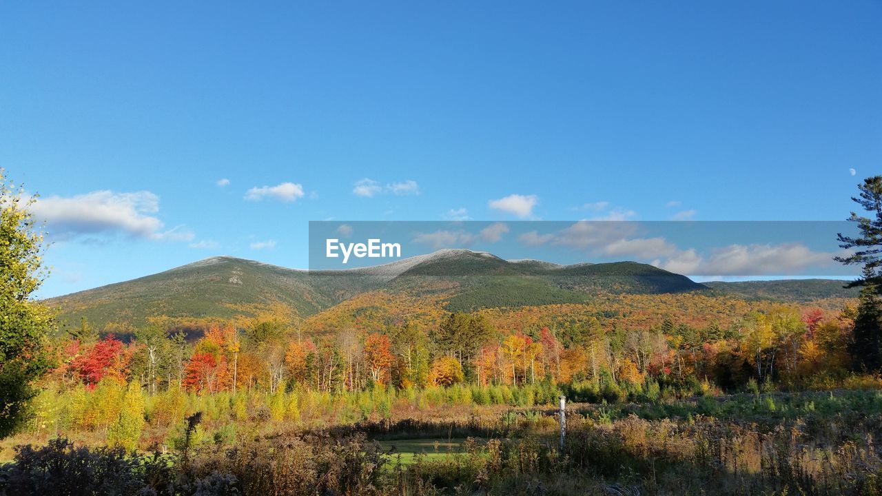 PLANTS IN FRONT OF MOUNTAINS AGAINST BLUE SKY