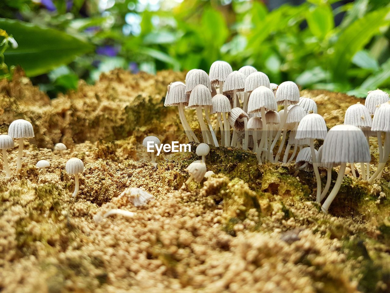 CLOSE-UP OF MUSHROOMS GROWING ON GROUND