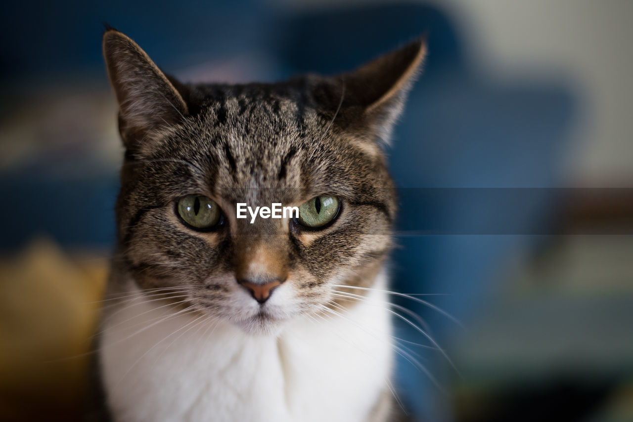 CLOSE-UP PORTRAIT OF TABBY CAT AT HOME