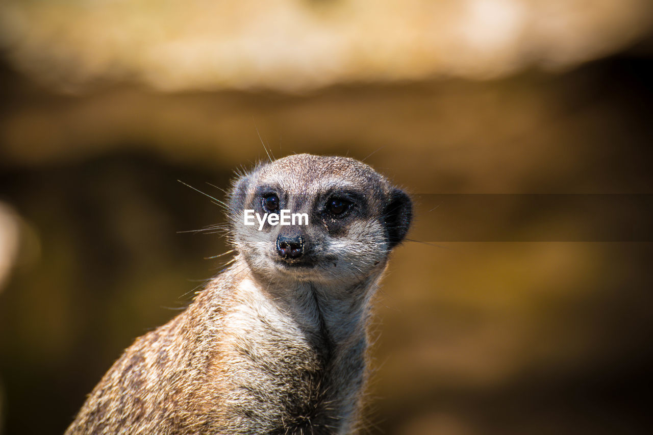 Close-up of meerkat looking away