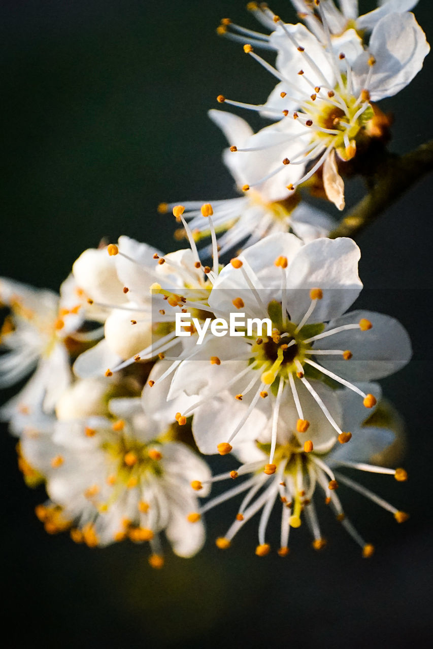 Close-up of white cherry blossoms