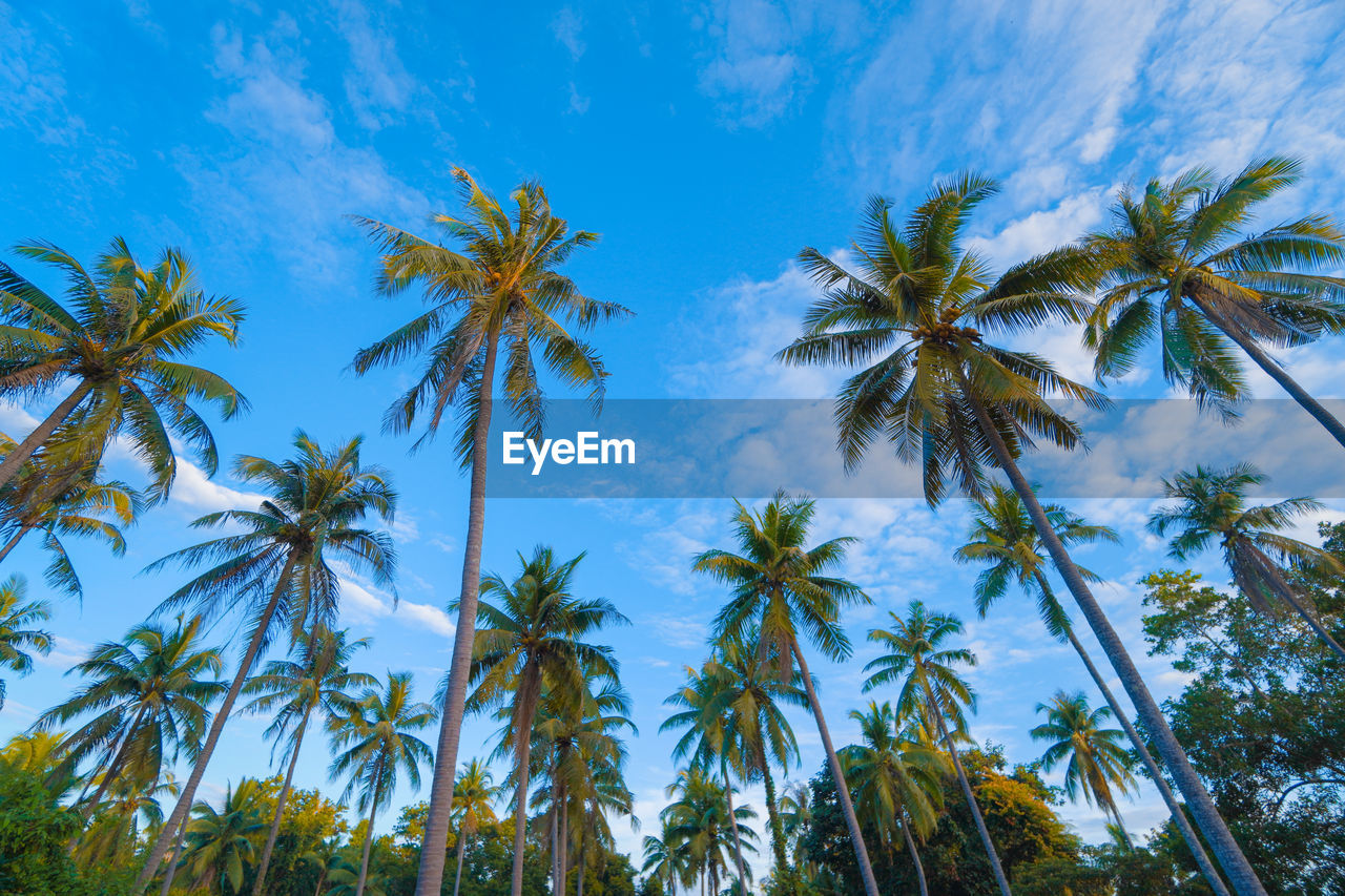 tropical climate, palm tree, tree, plant, sky, nature, tropics, beauty in nature, cloud, land, coconut palm tree, blue, low angle view, vegetation, no people, tropical tree, growth, environment, tranquility, scenics - nature, outdoors, travel destinations, borassus flabellifer, leaf, travel, flower, day, jungle, landscape, idyllic, tourism, island, water, tranquil scene, vacation
