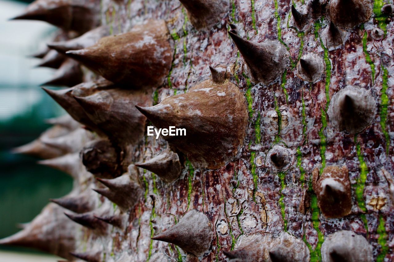 Close-up of thorns on tree trunk