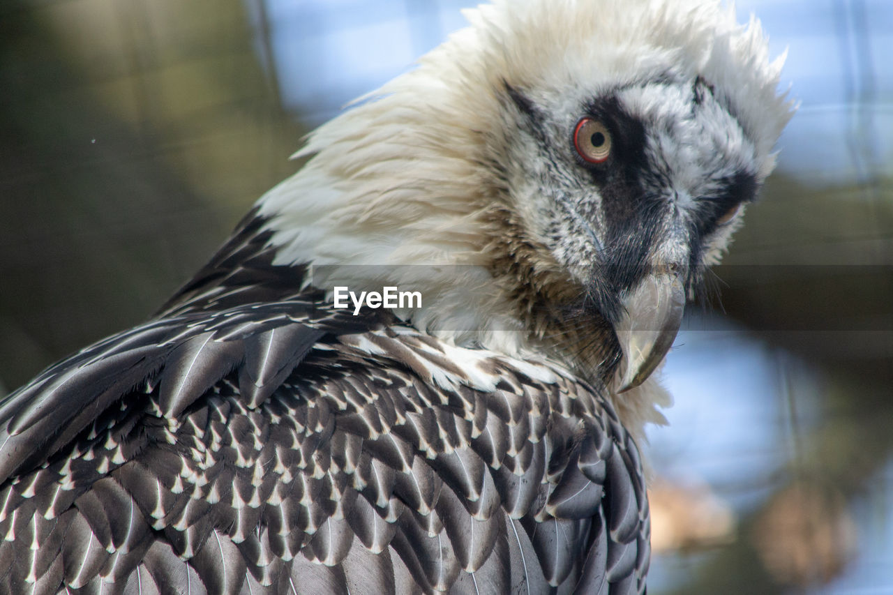 CLOSE-UP OF A BIRD