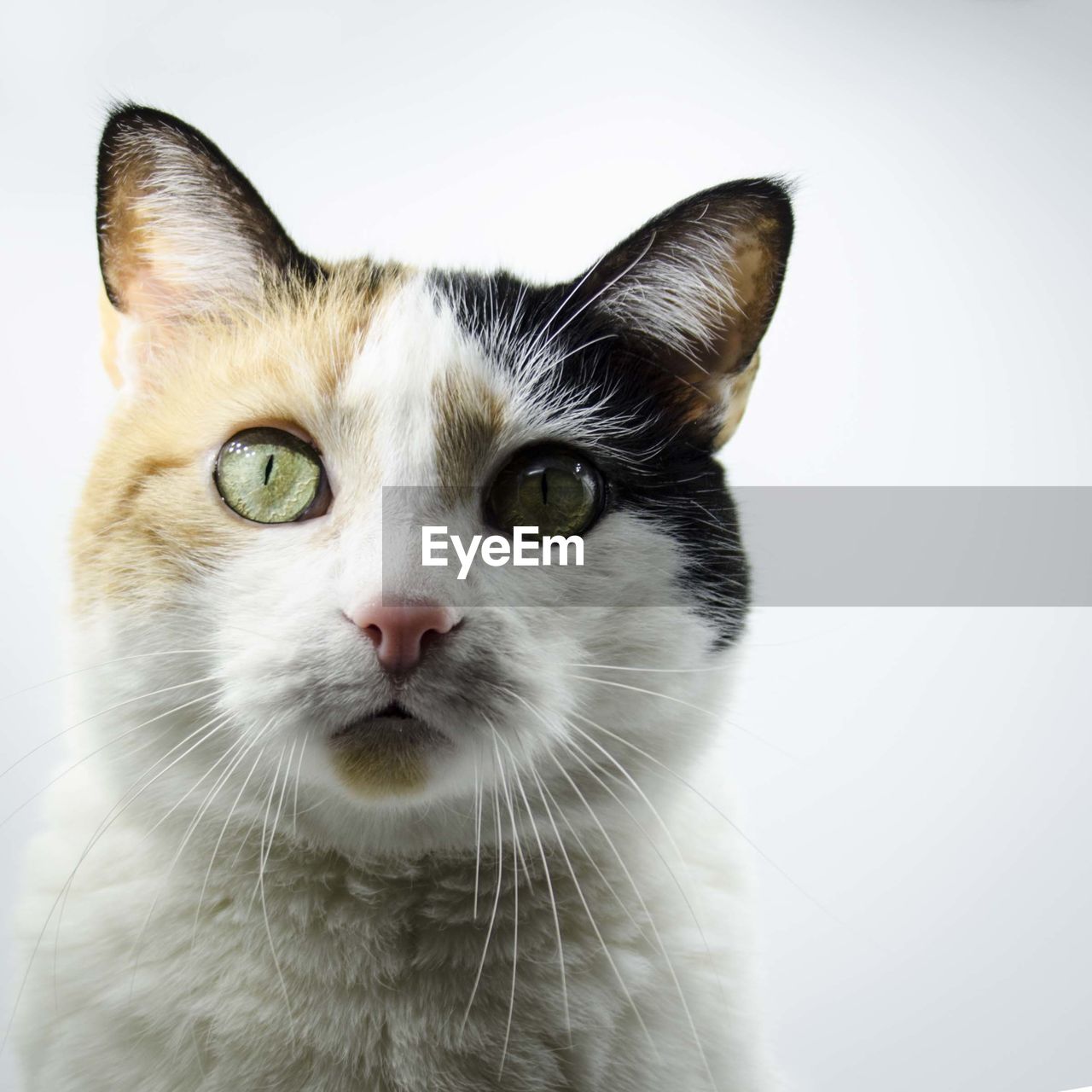 Close-up portrait of cat against white background