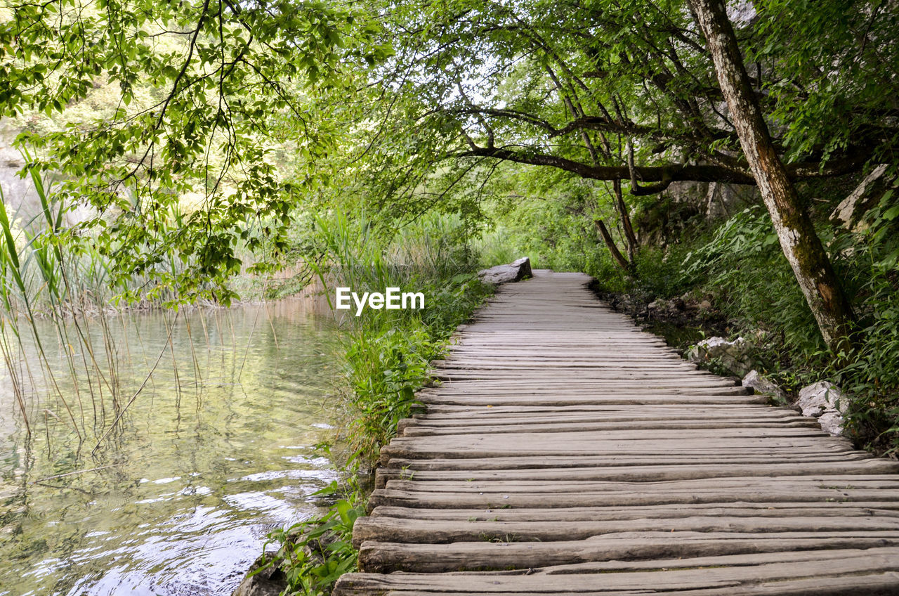 Footpath amidst trees in forest