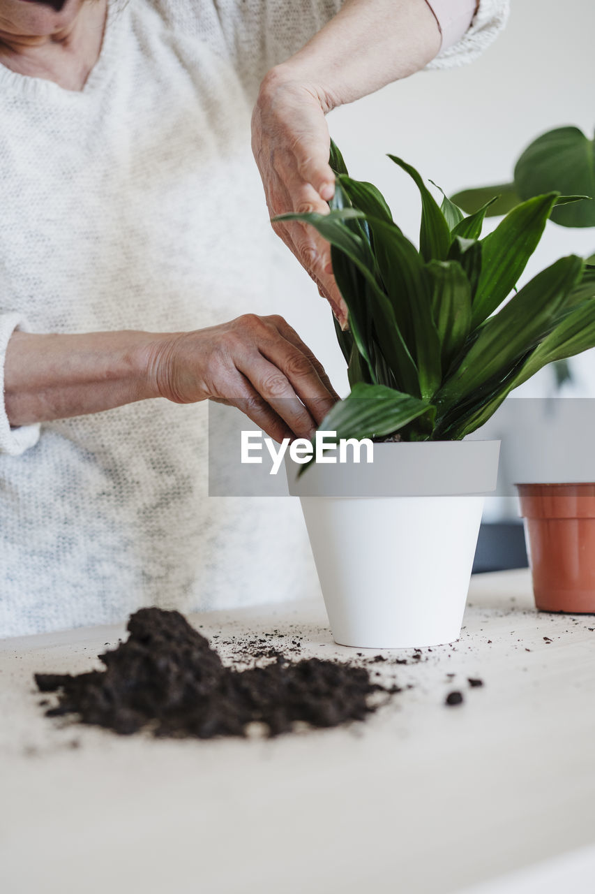 Woman doing plantation at table