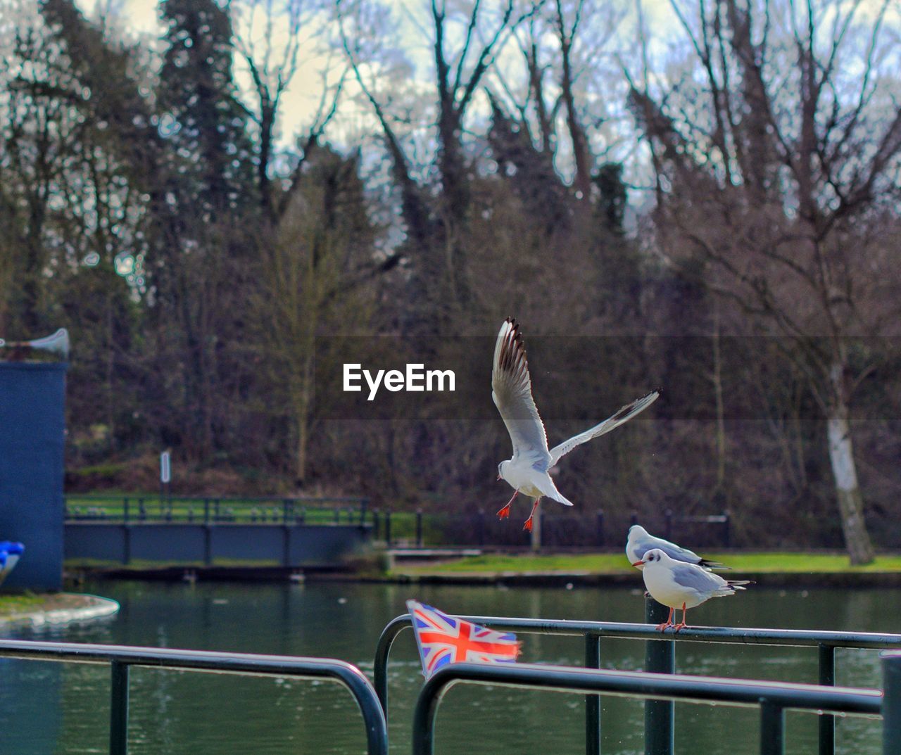SEAGULL FLYING ABOVE RAILING