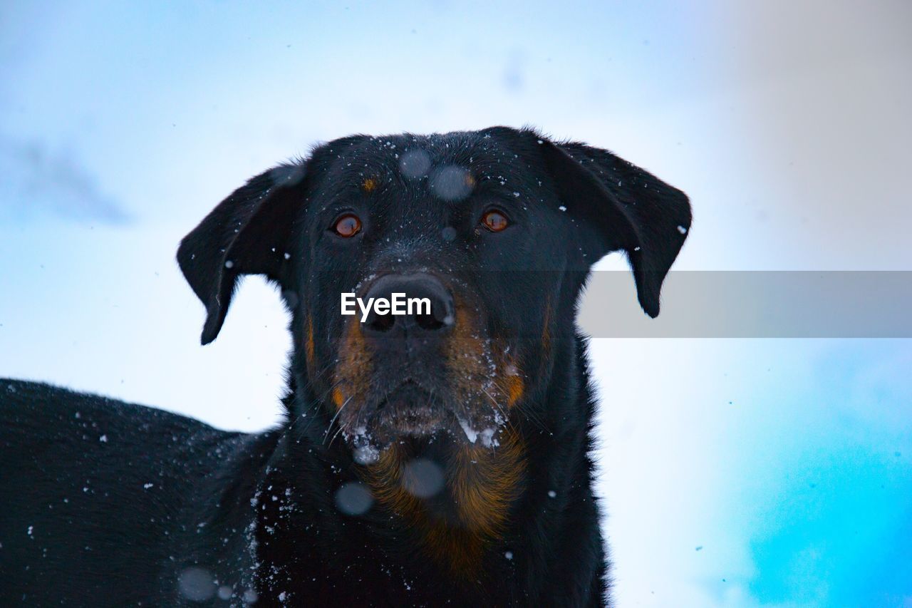 Close-up portrait of dog against sky