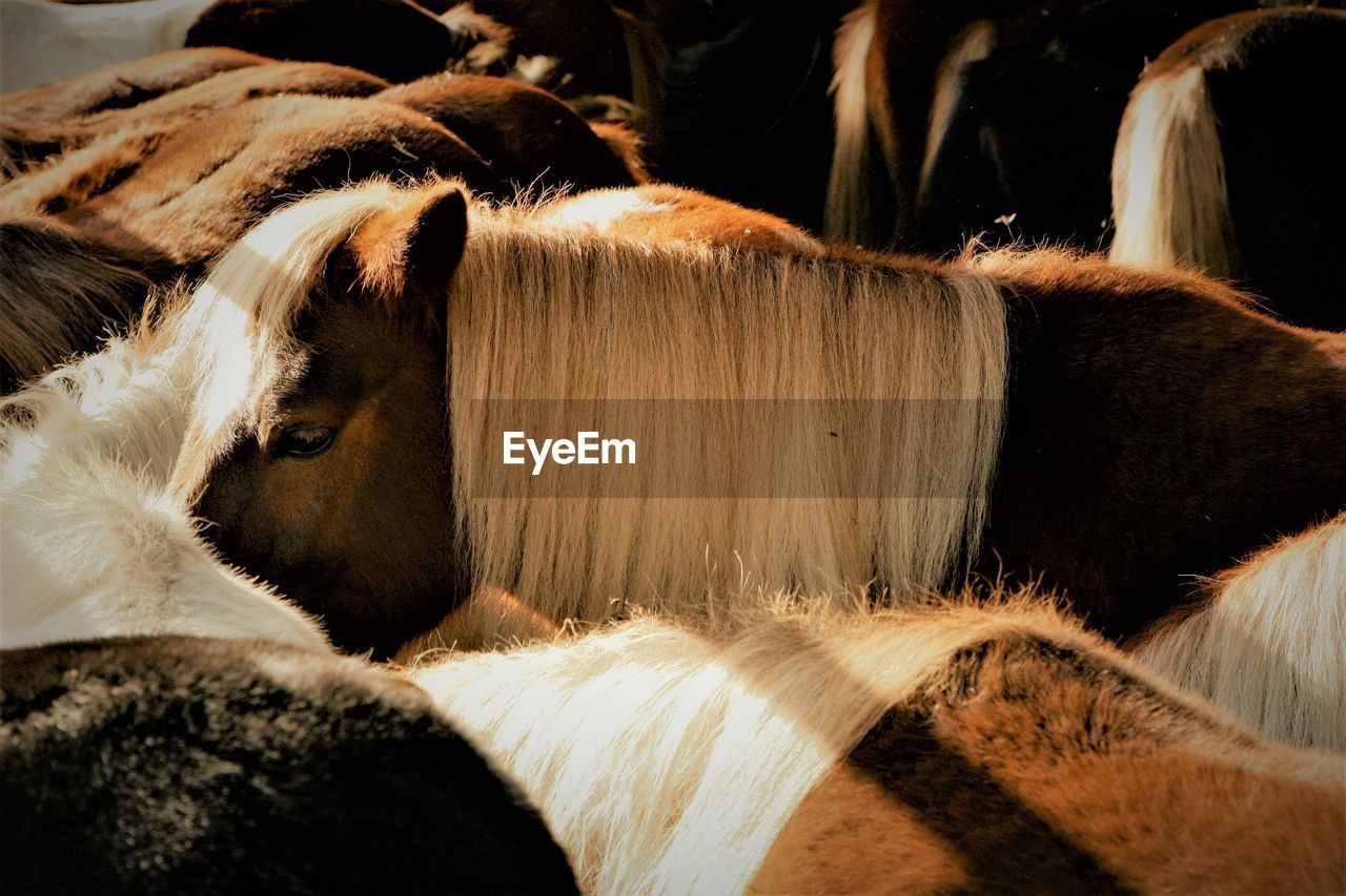 CLOSE-UP OF HORSE