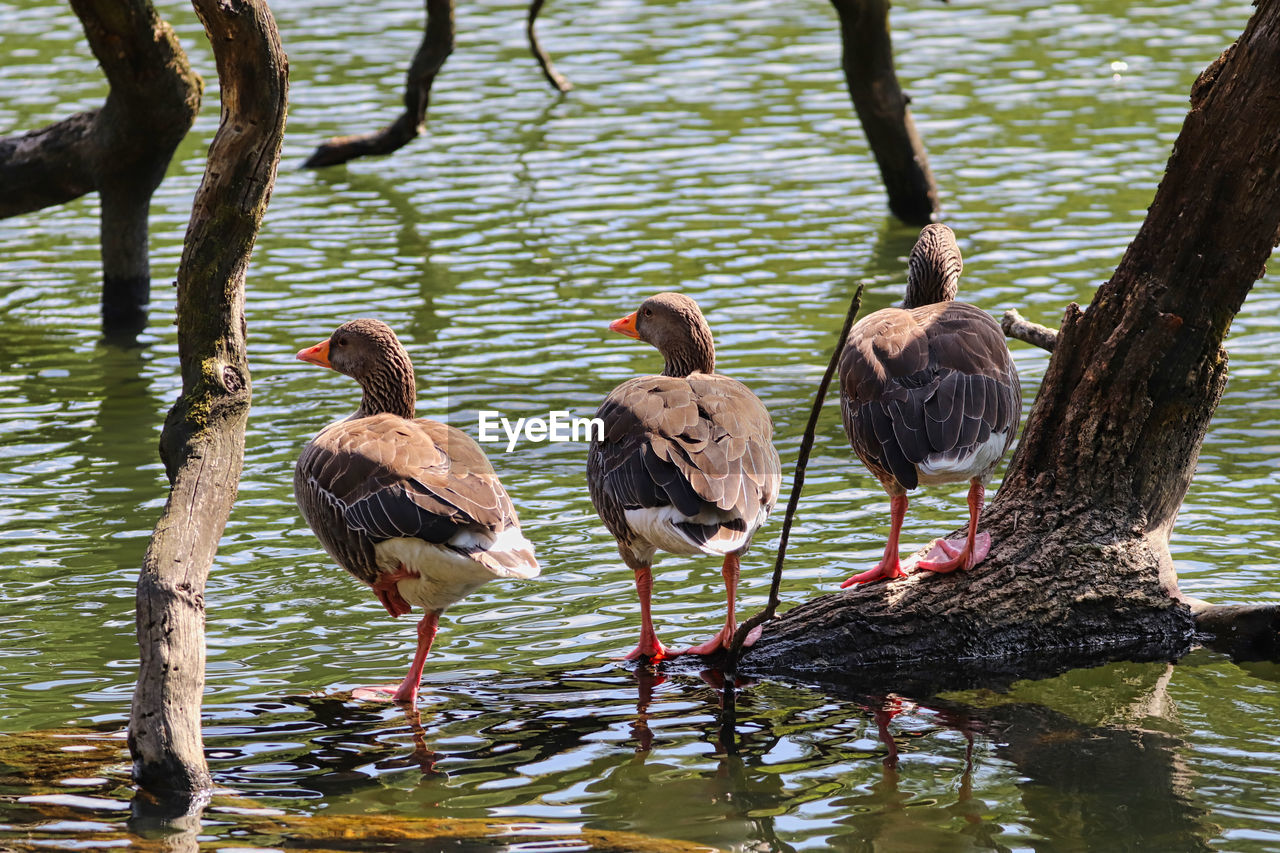 Flock of birds perching on tree trunk