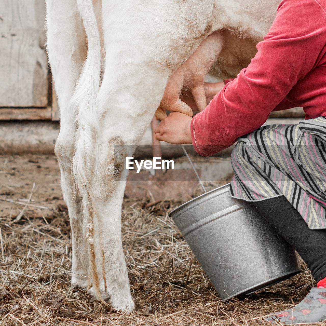 Hands of a woman milks a cow in a siberian village, russia. close up
