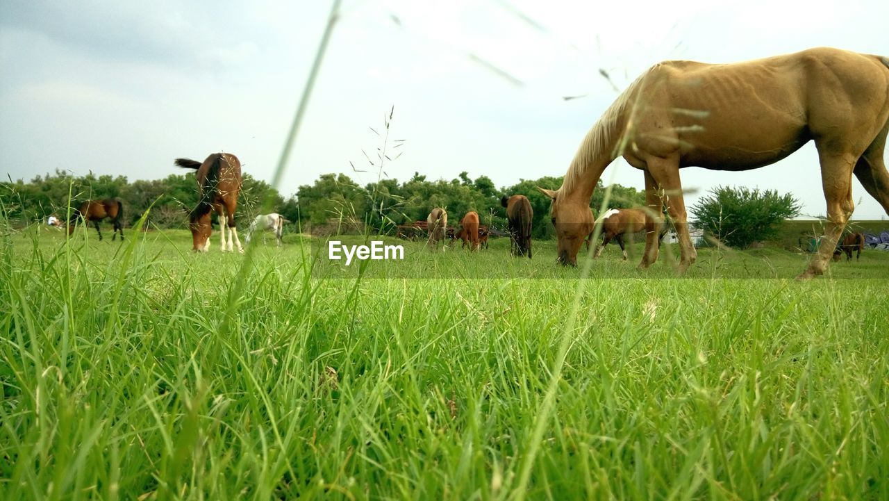 Low angle view of horses grazing on grassy field against sky