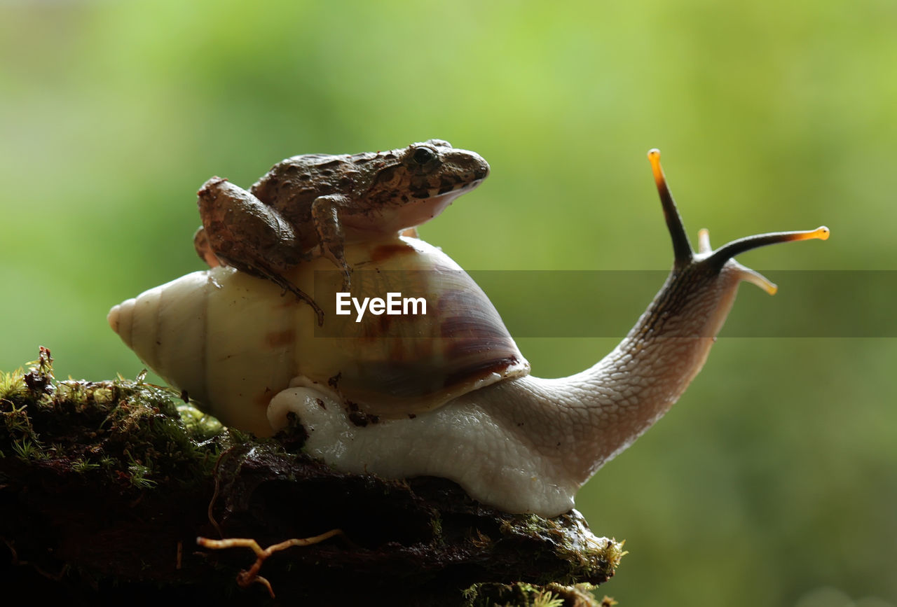 Close-up of frog on snail