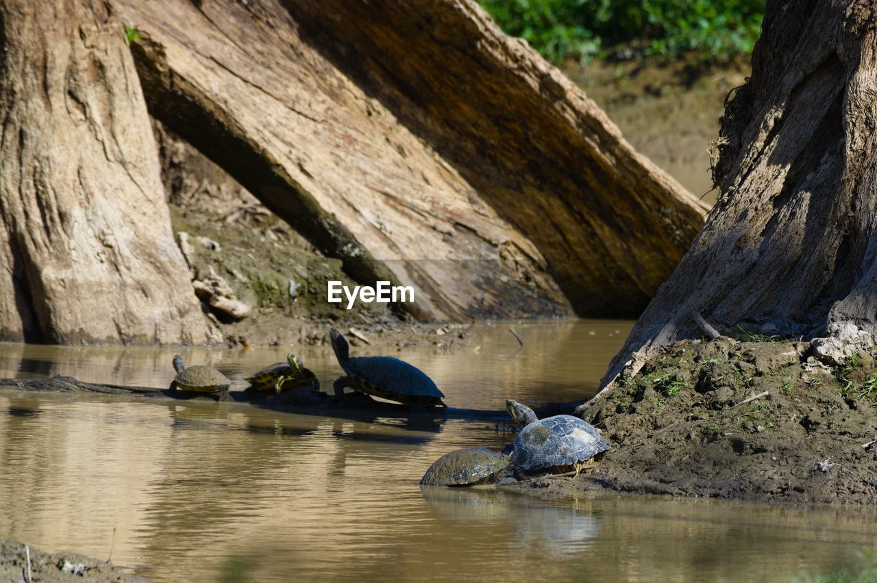 VIEW OF BIRDS ON ROCK FORMATION