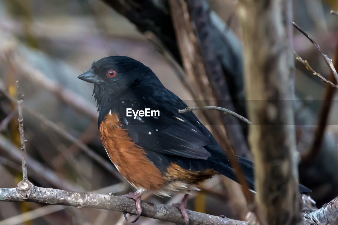 Close-up of bird perching on branch