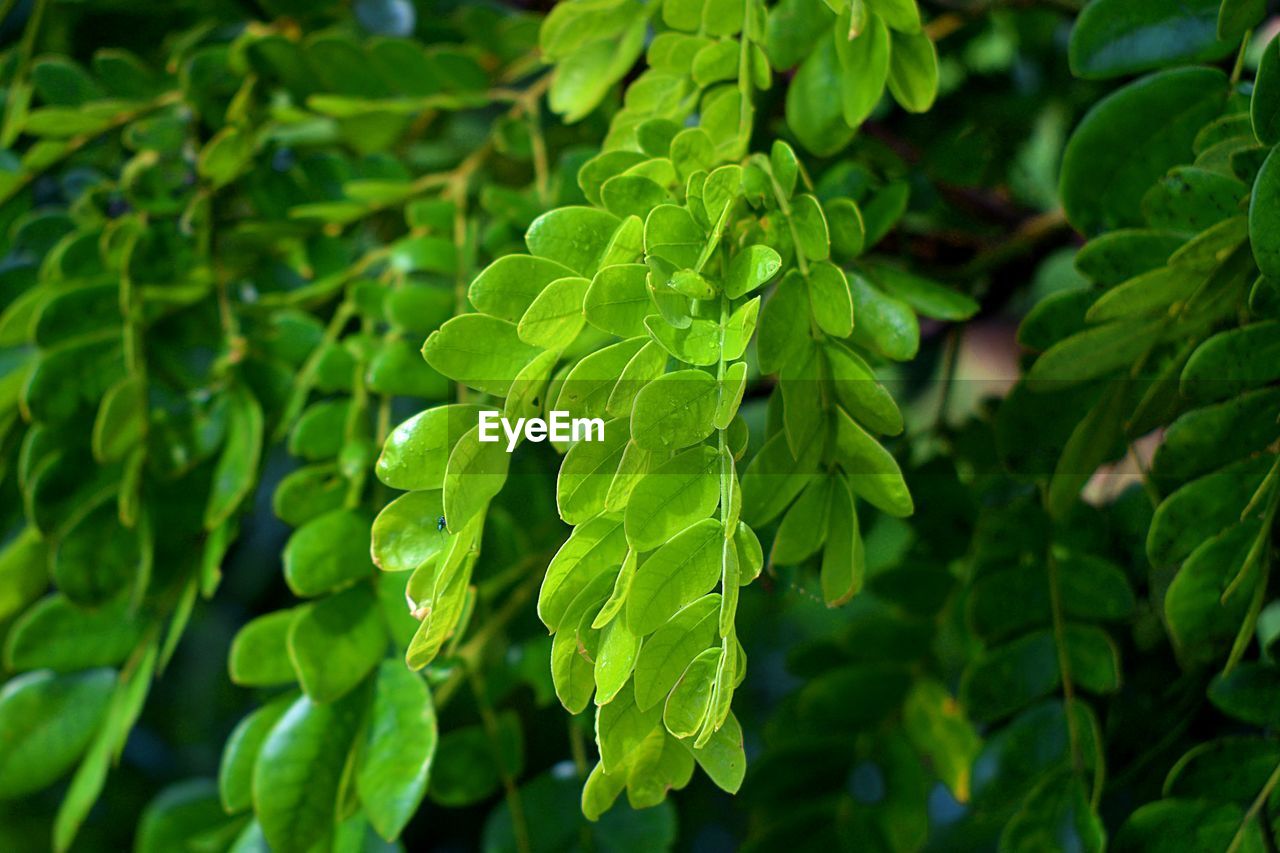 Close-up of fresh green leaves