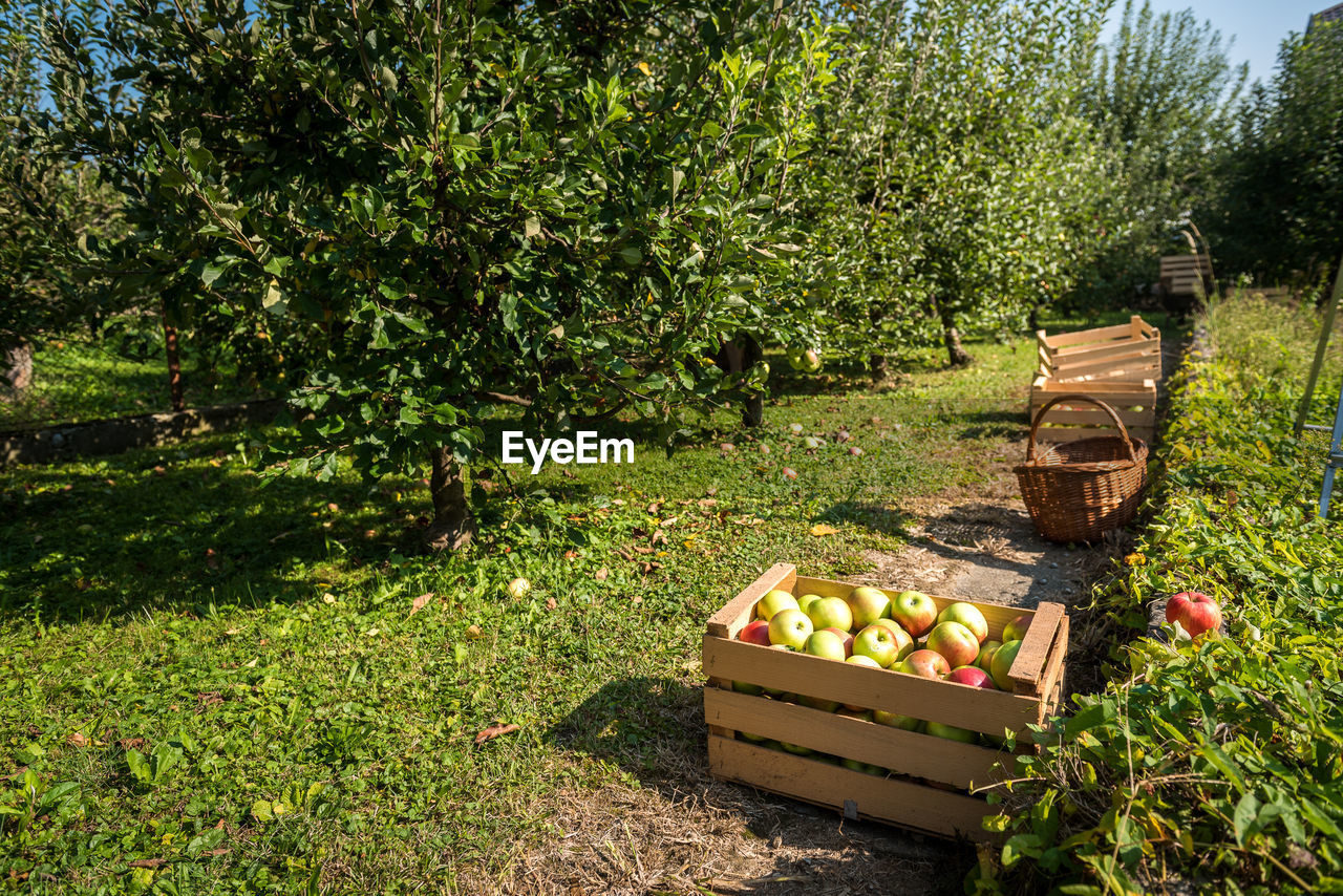 VIEW OF APPLES IN BASKET ON PLANT