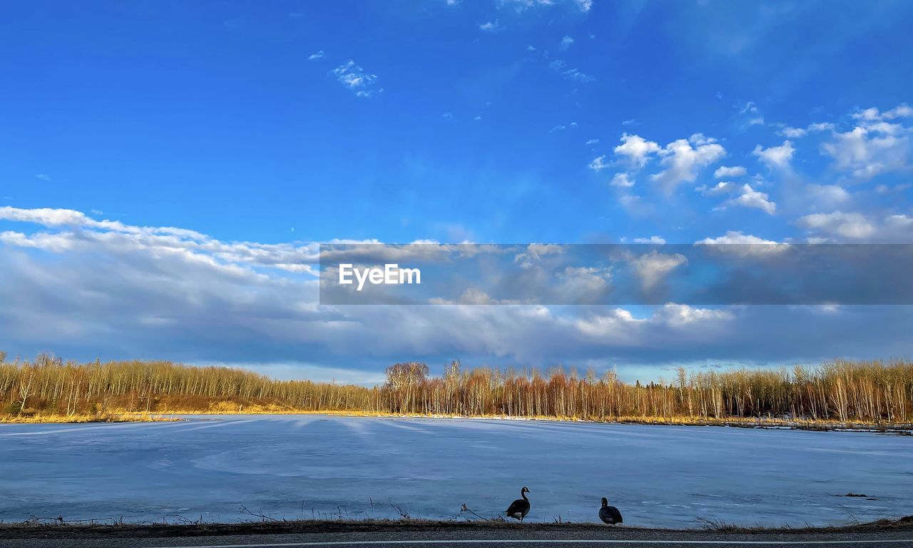 Scenic view of snowcapped landscape against blue sky with canada geese