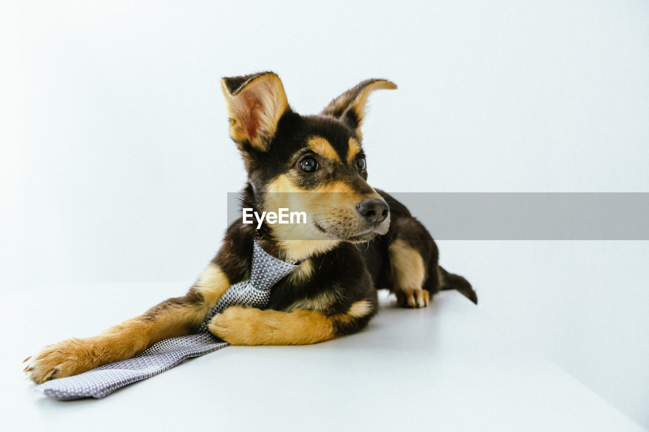 Close-up of a lying puppy in a tie on a white background