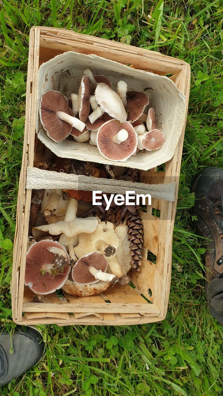 HIGH ANGLE VIEW OF MUSHROOM GROWING ON FIELD BY LAND