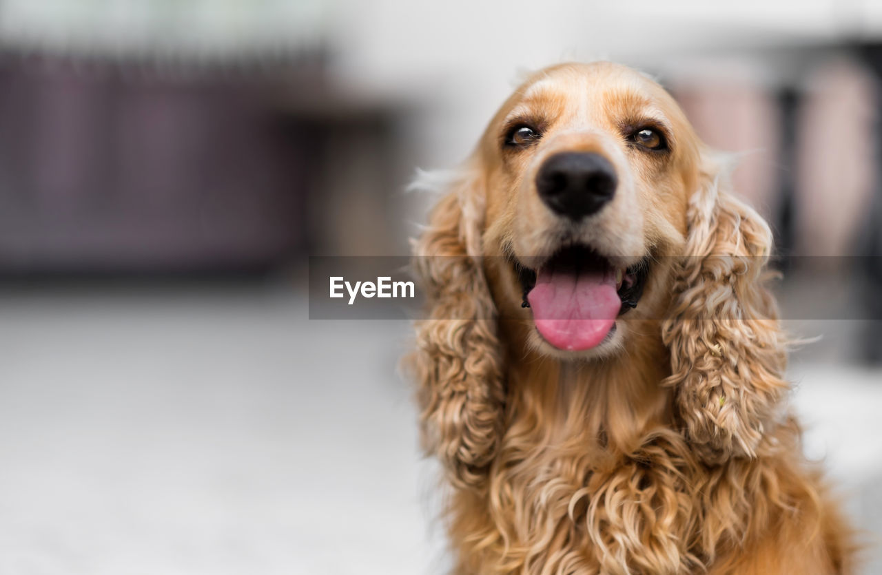 Close-up portrait of cocker spaniel sticking out tongue