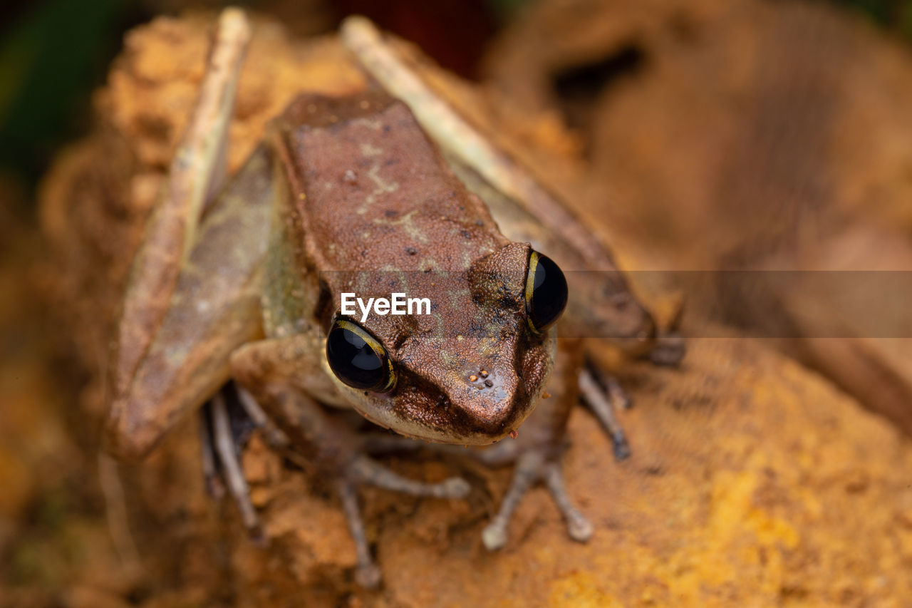 CLOSE-UP OF FROG IN MOUTH