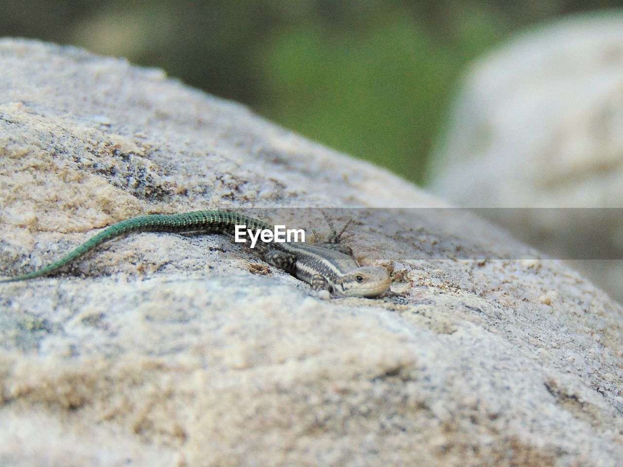 LIZARD ON ROCK