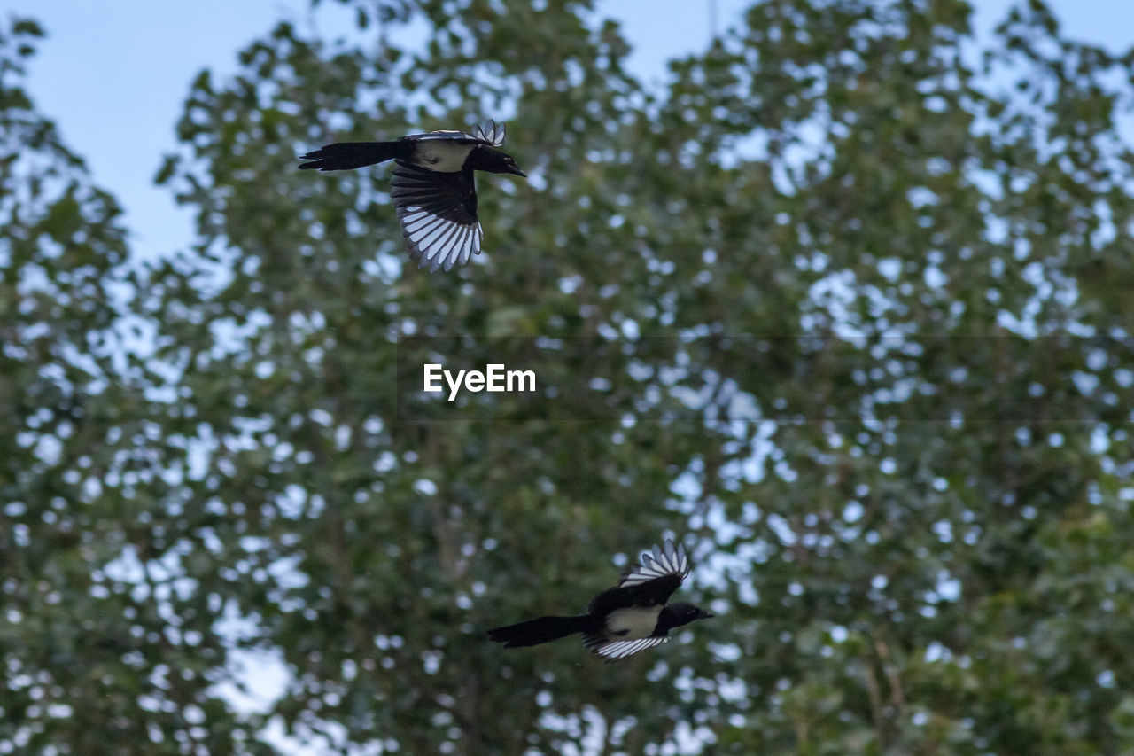 LOW ANGLE VIEW OF EAGLE FLYING AGAINST SKY