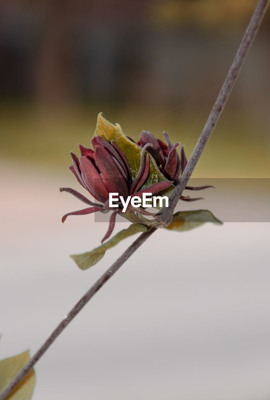 Close-up of wilted rose