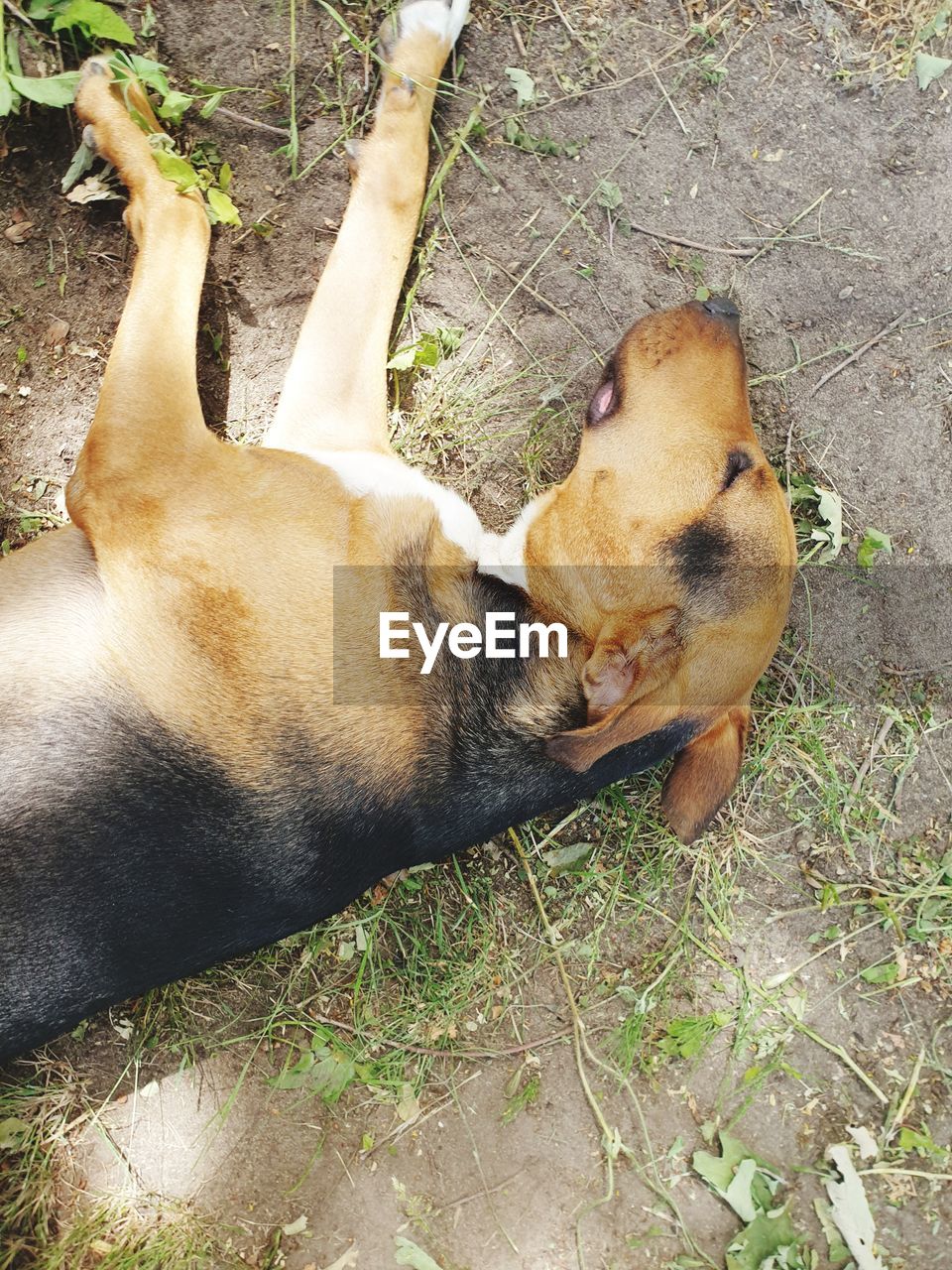 VIEW OF A DOG SLEEPING ON A LAND