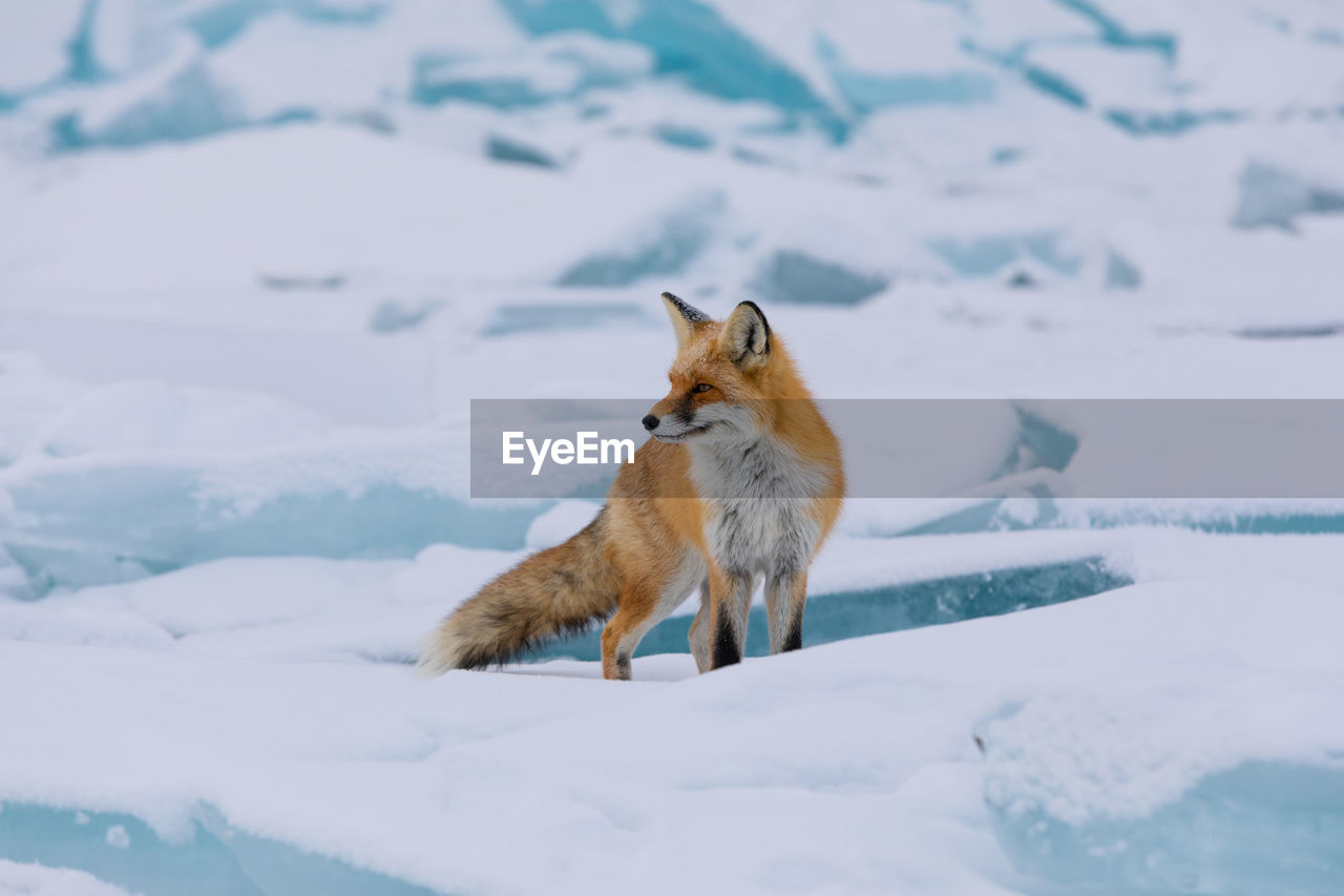 fox walking on snow covered field