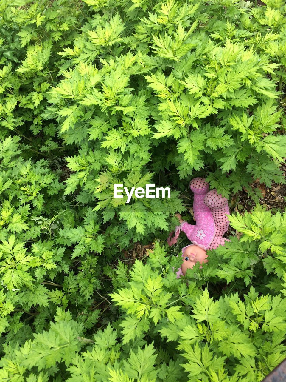 CLOSE-UP HIGH ANGLE VIEW OF PLANTS