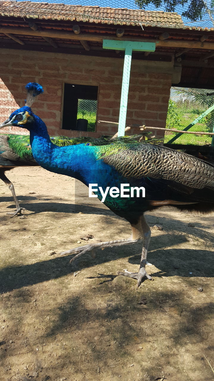 Close-up of peacock perching outdoors