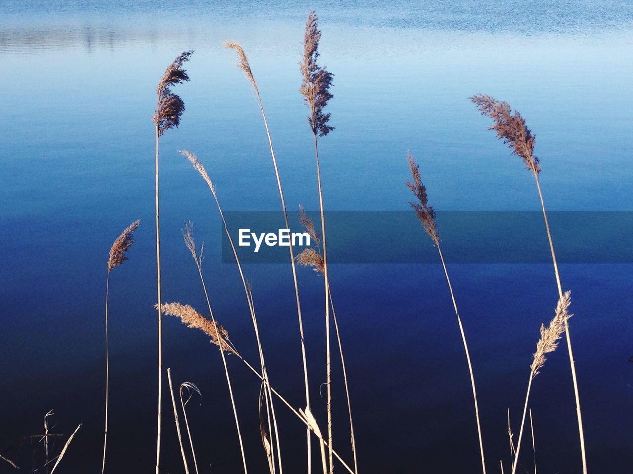 CLOSE-UP OF LAKE