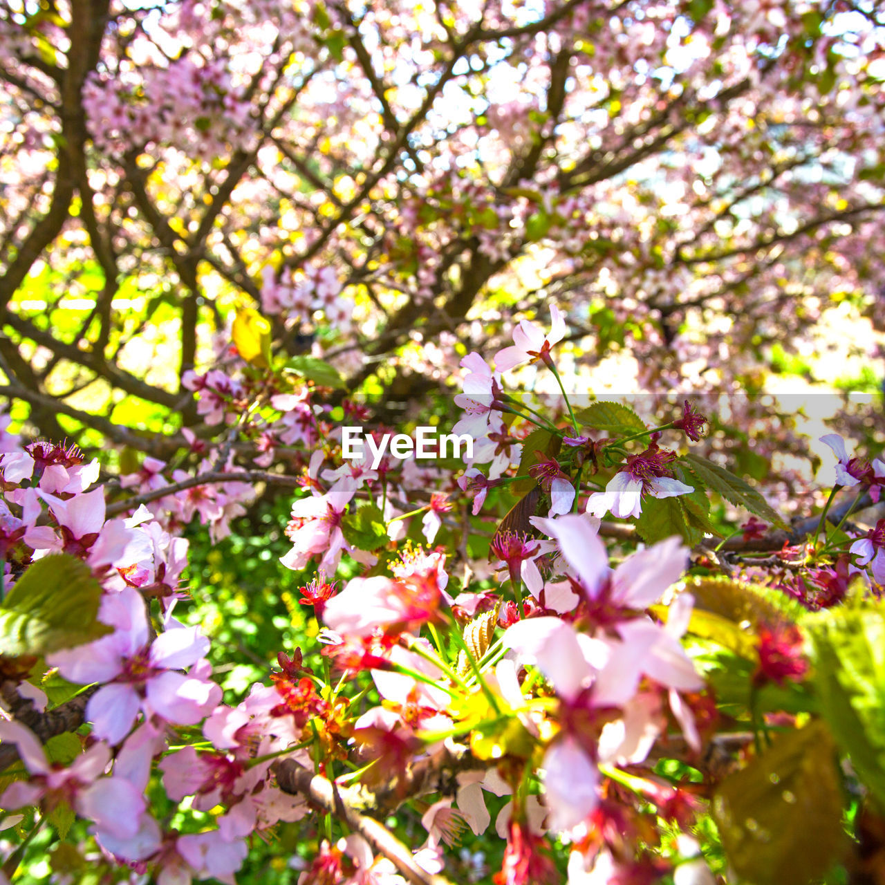 CLOSE-UP OF CHERRY BLOSSOM IN PARK