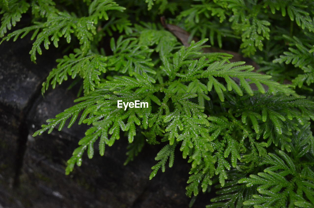 PLANTS GROWING ON TREE TRUNK