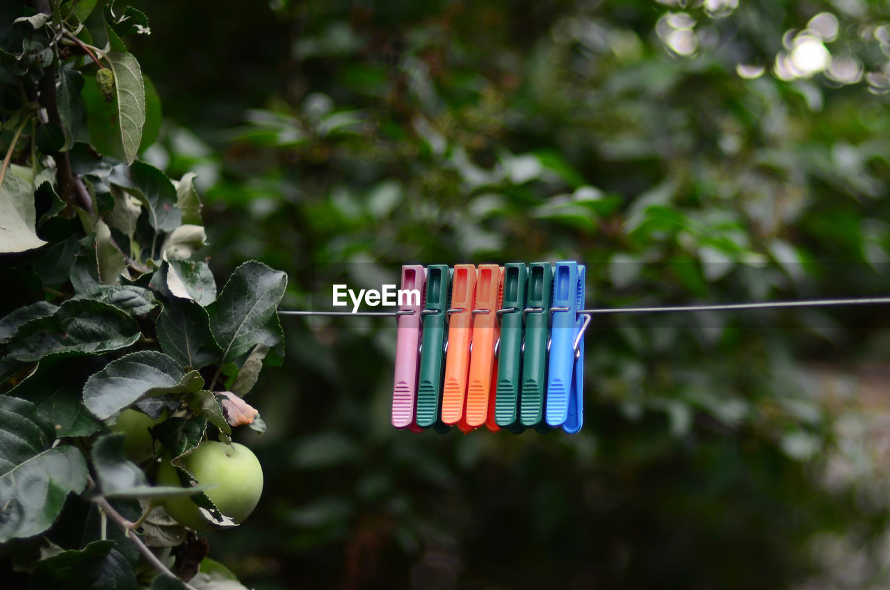 CLOSE-UP OF MULTI COLORED HANGING ON CLOTHESLINE AGAINST TREES