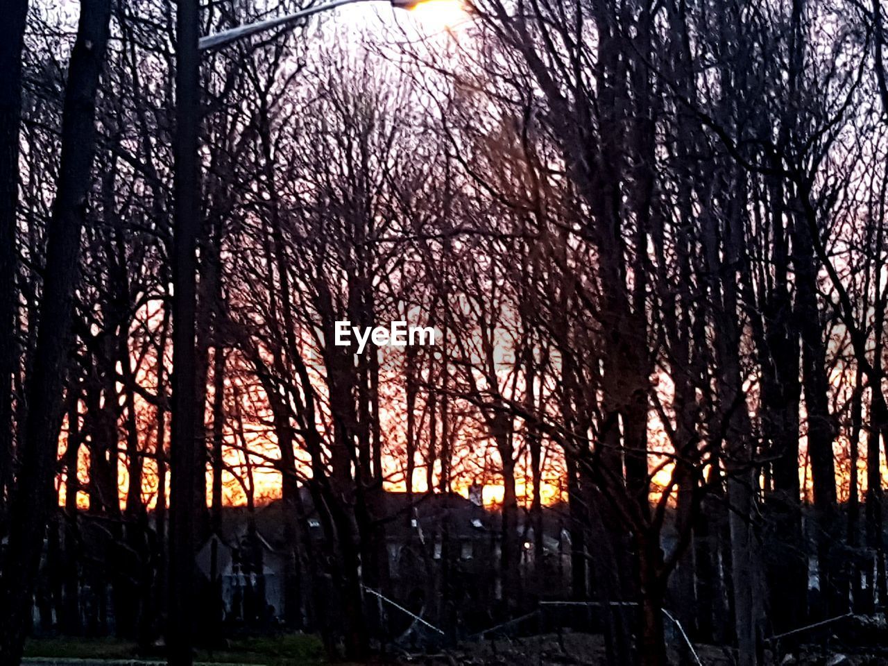 SILHOUETTE OF TREES AT SUNSET