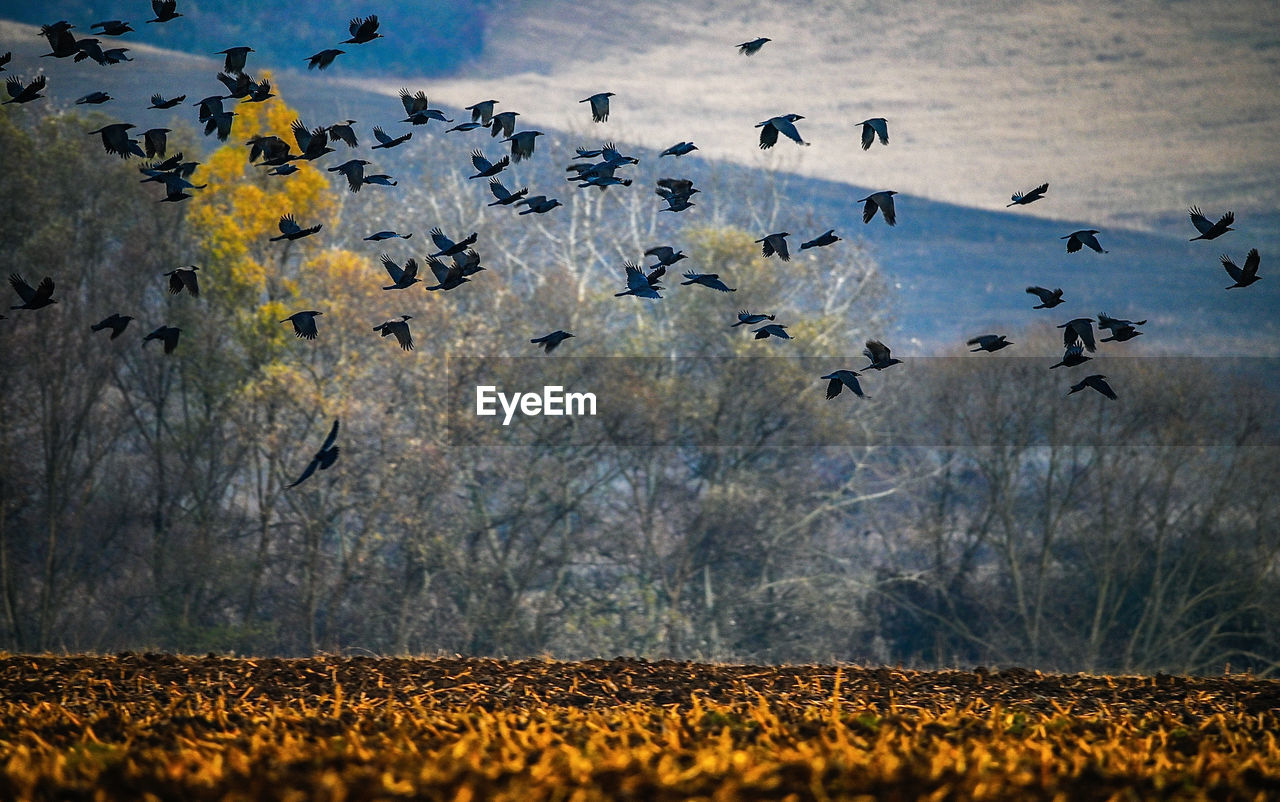 FLOCK OF BIRDS FLYING IN FIELD