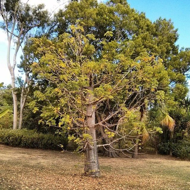 TREES GROWING ON FIELD