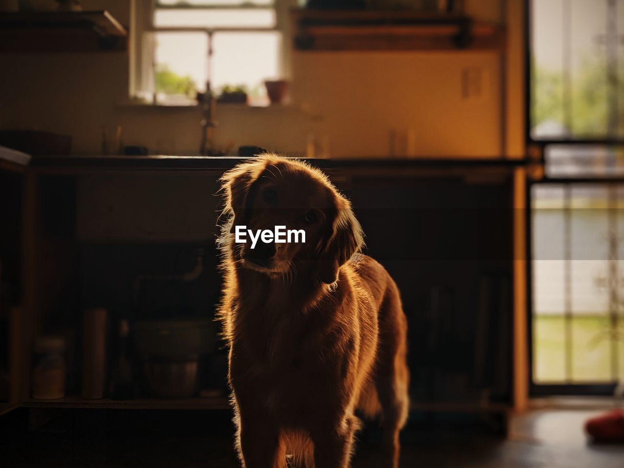 DOG LOOKING AWAY WHILE SITTING ON HOME